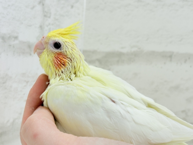 オカメインコ