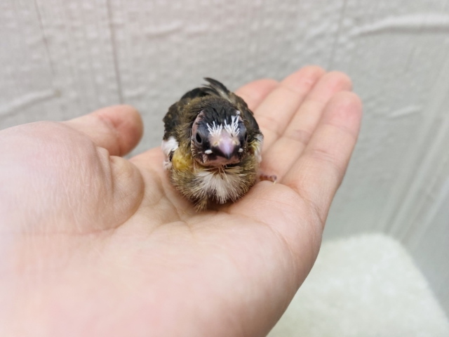 十姉妹（ジュウシマツ）