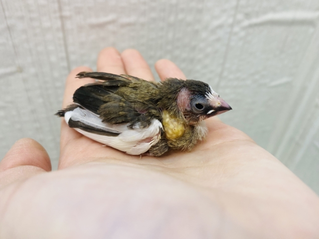 十姉妹（ジュウシマツ）