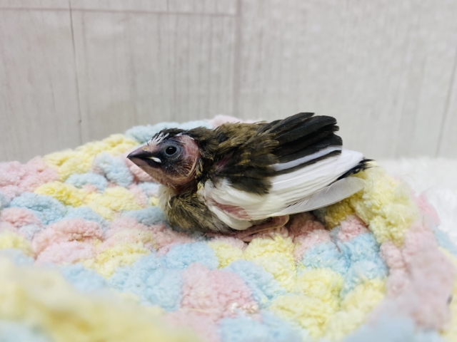 十姉妹（ジュウシマツ）