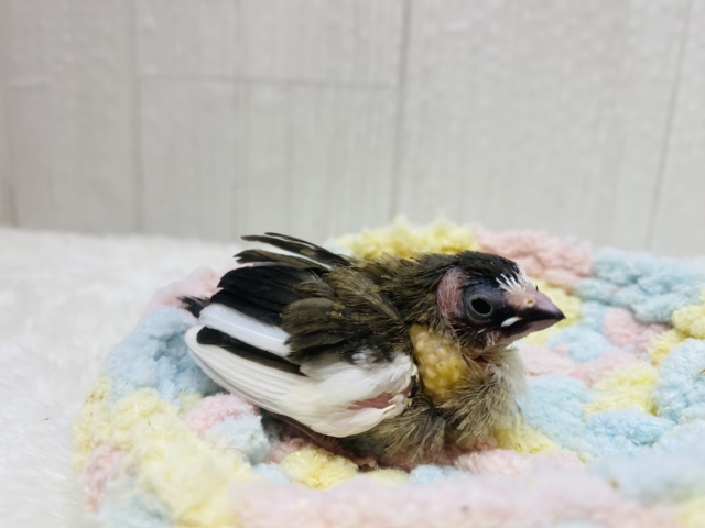 十姉妹（ジュウシマツ）