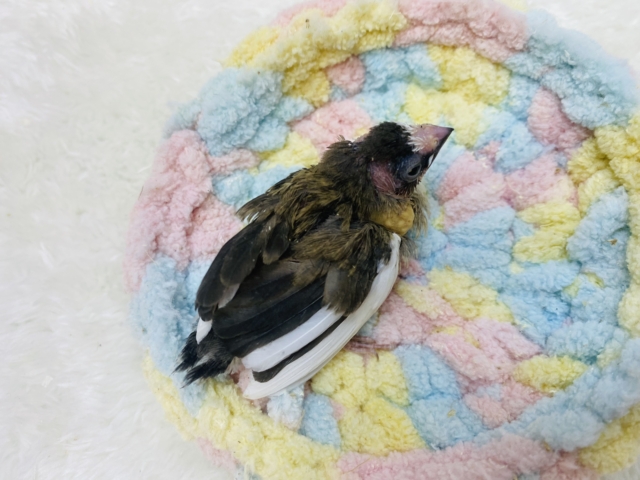 十姉妹（ジュウシマツ）