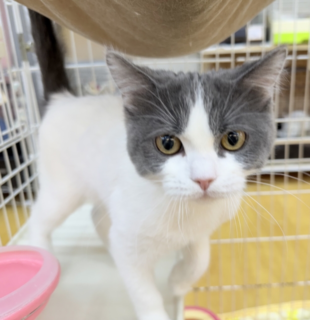 ブリティッシュショートヘア