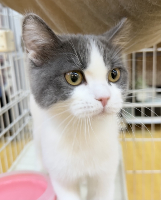 ブリティッシュショートヘア