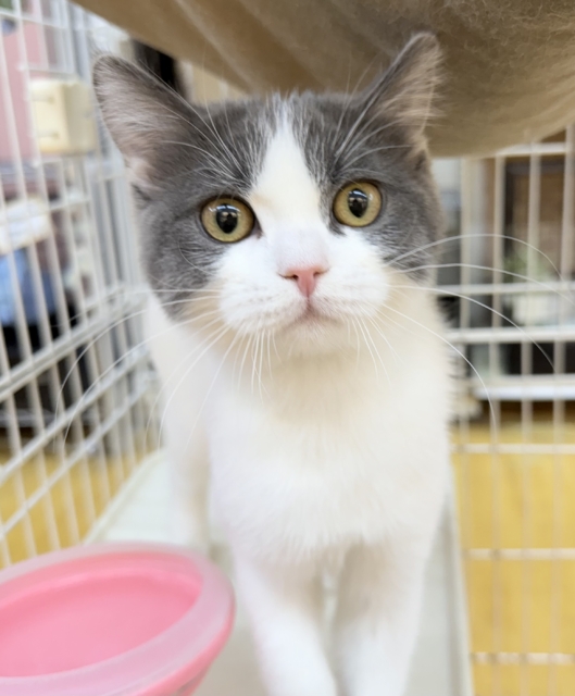 ブリティッシュショートヘア