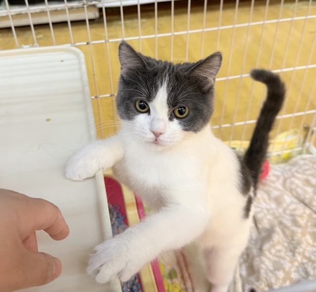 ブリティッシュショートヘア