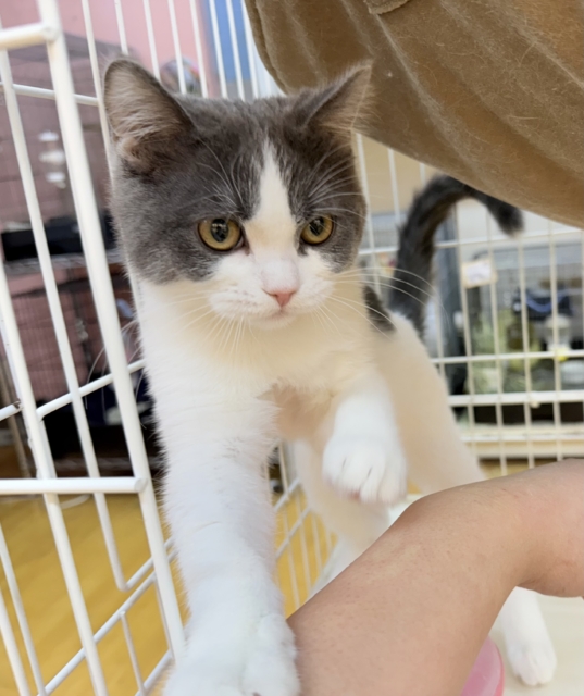 ブリティッシュショートヘア