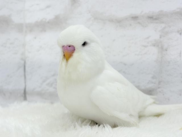 ジャンボセキセイインコ