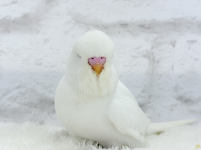 ジャンボセキセイインコ