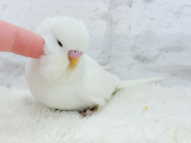 ジャンボセキセイインコ