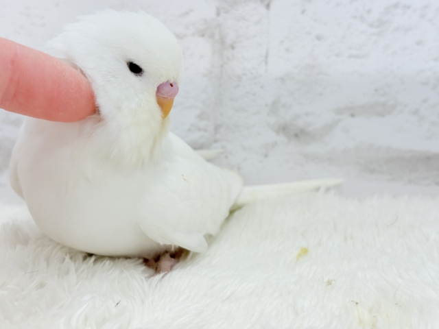 ジャンボセキセイインコ