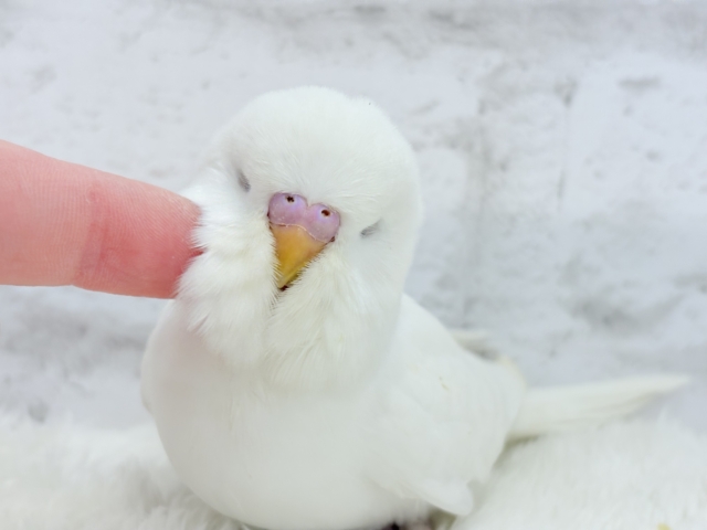 ジャンボセキセイインコ