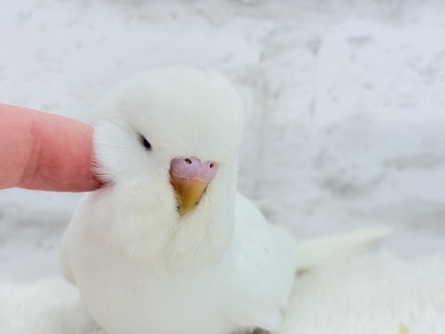ジャンボセキセイインコ