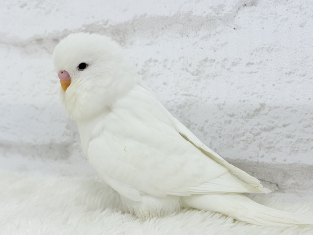 ジャンボセキセイインコ