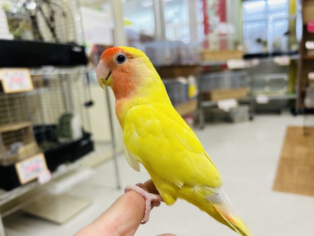 コザクラインコ（小桜インコ）