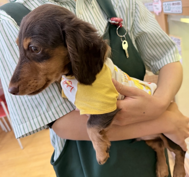 カニンヘンダックス