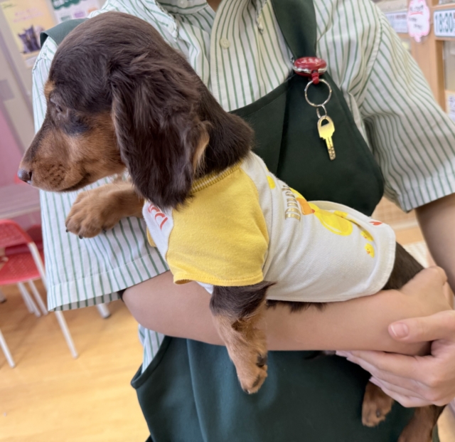 カニンヘンダックス