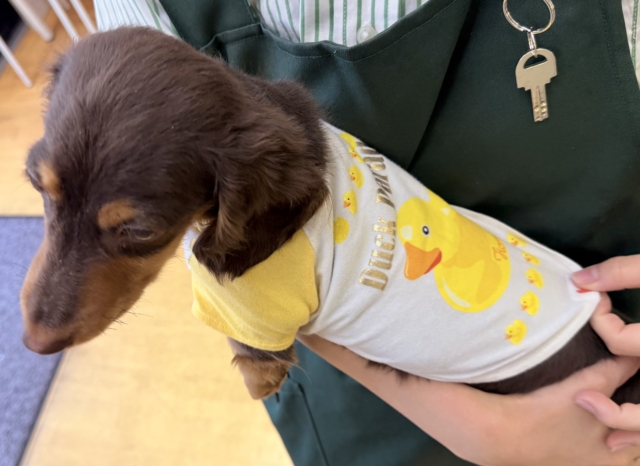 カニンヘンダックス