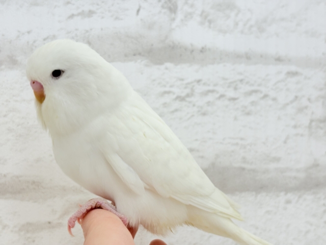 ジャンボセキセイインコ