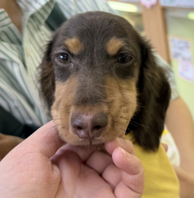 カニンヘンダックス