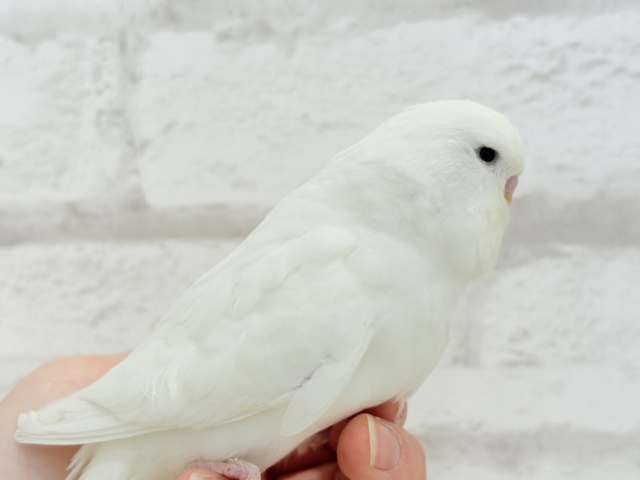 ジャンボセキセイインコ