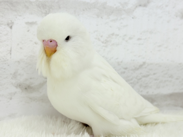 ジャンボセキセイインコ