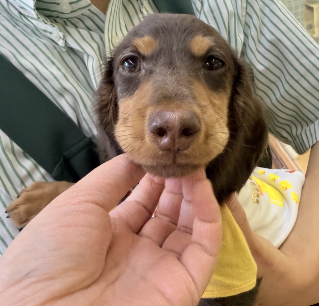 カニンヘンダックス