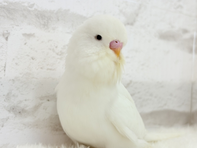 ジャンボセキセイインコ