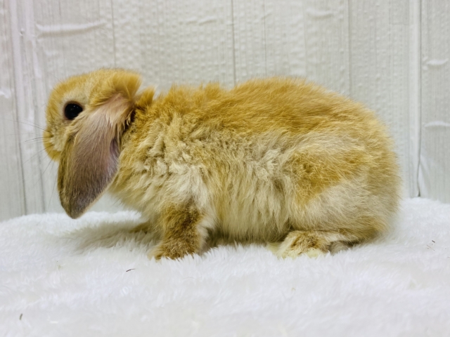 ホーランドロップ