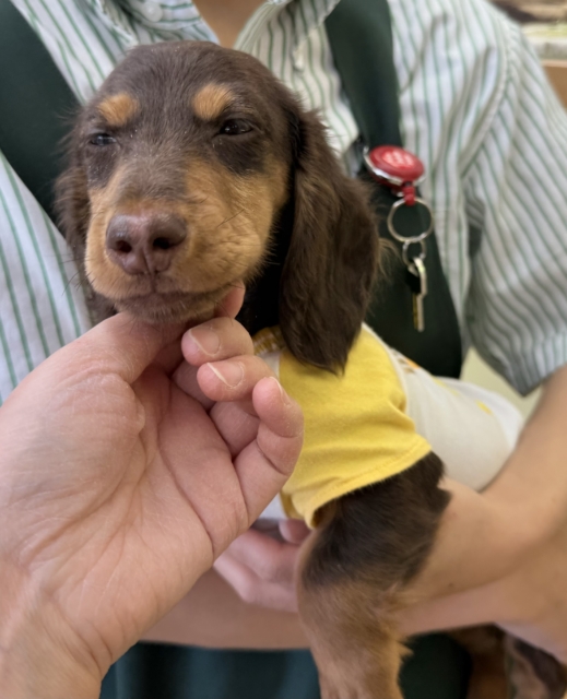 カニンヘンダックス