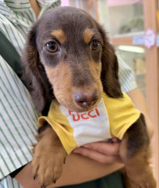 カニンヘンダックス