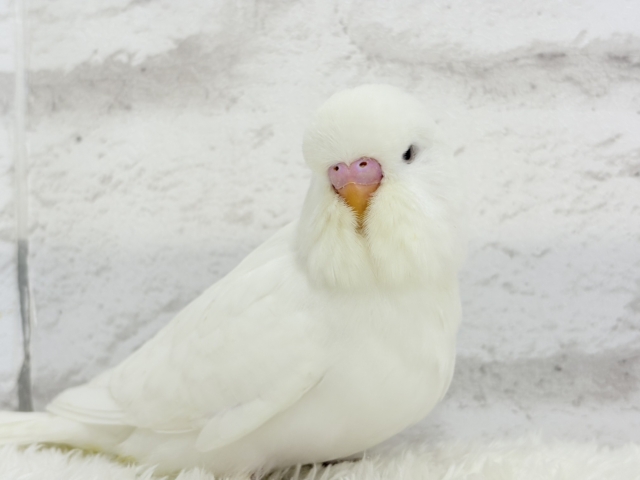 ジャンボセキセイインコ