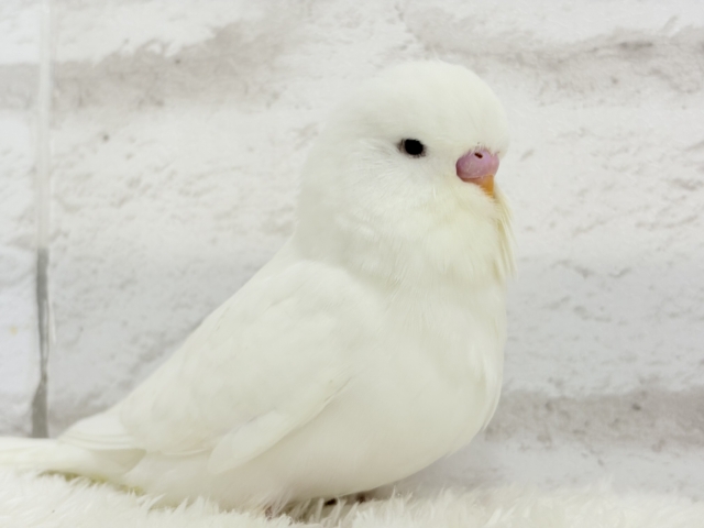 ジャンボセキセイインコ