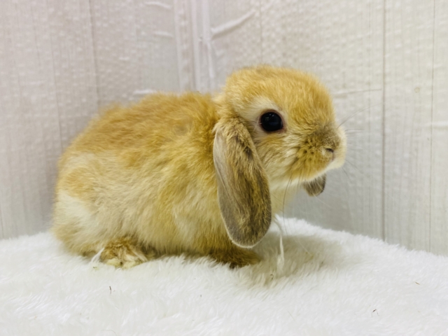 ホーランドロップ