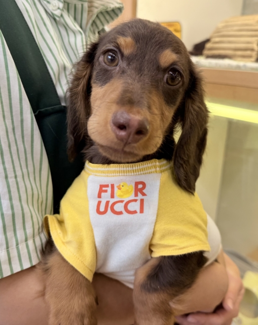 カニンヘンダックス