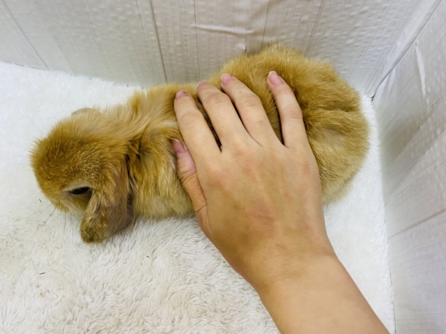 ホーランドロップ