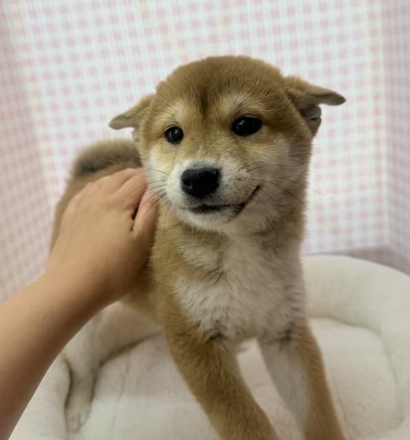 柴犬
