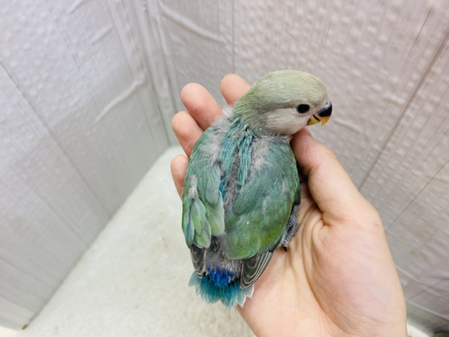 コザクラインコ（小桜インコ）
