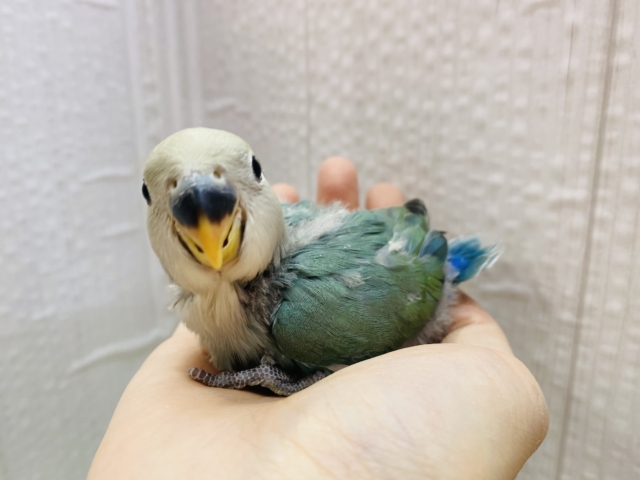 コザクラインコ（小桜インコ）