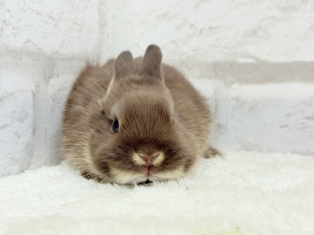 ネザーランドドワーフ