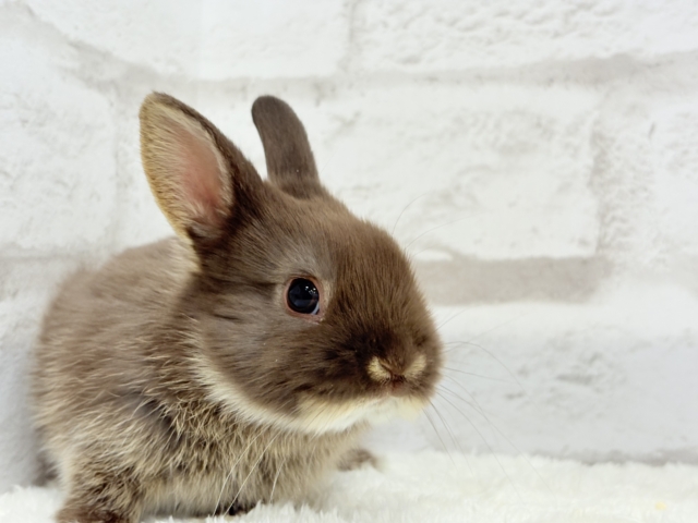 ネザーランドドワーフ