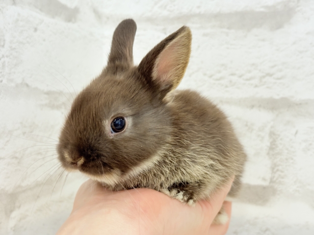 ネザーランドドワーフ