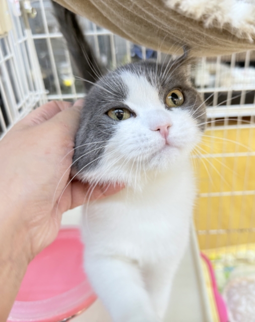 ブリティッシュショートヘア