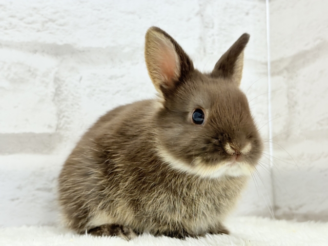 ネザーランドドワーフ