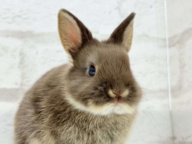 ネザーランドドワーフ