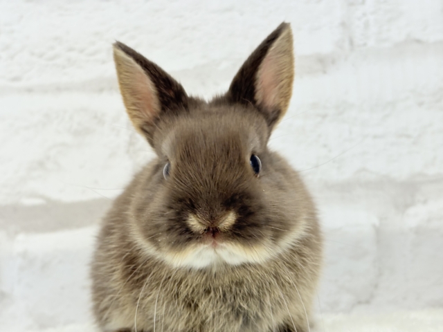 ネザーランドドワーフ