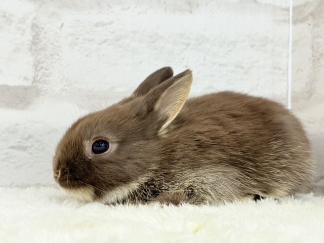 ネザーランドドワーフ