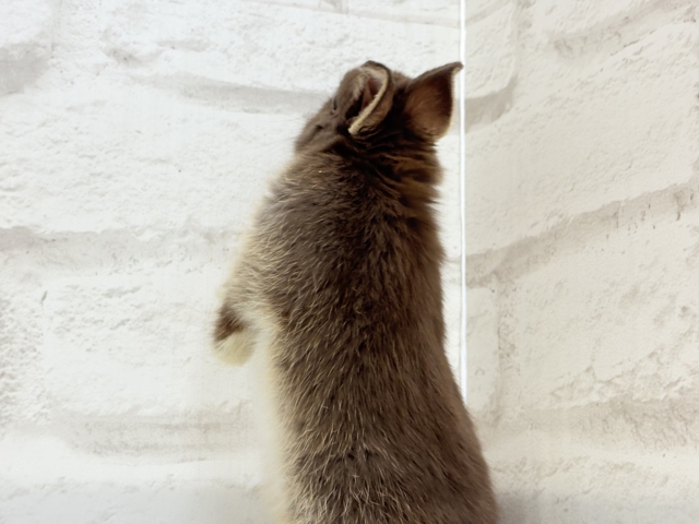 ネザーランドドワーフ