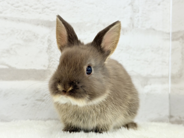 ネザーランドドワーフ