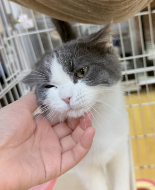 ブリティッシュショートヘア